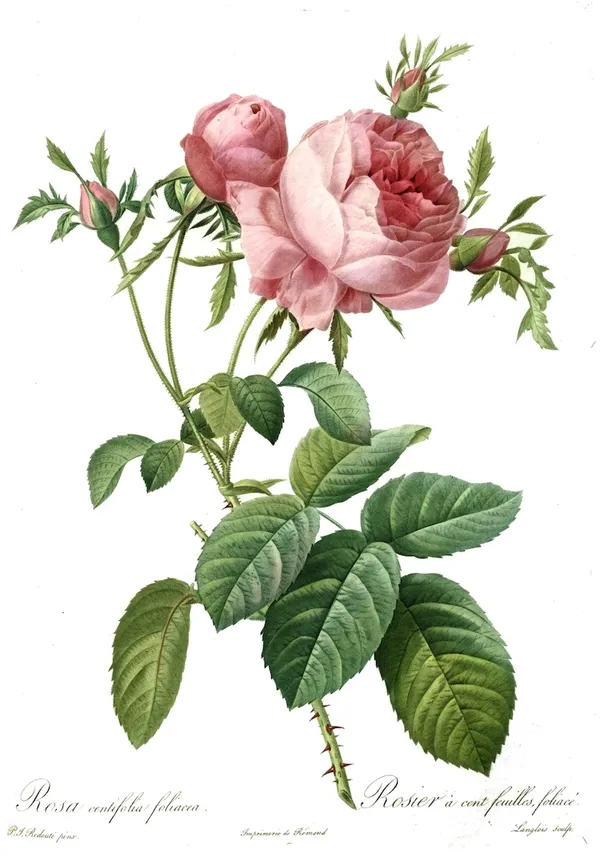 PIERRE-JOSEPH REDOUTÉ_wikimedia commons.jpg