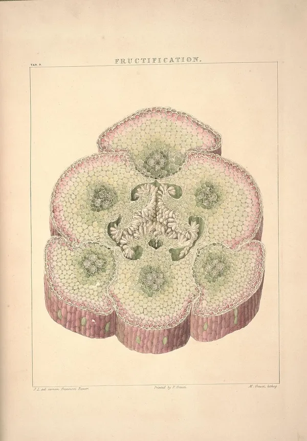 Franz Bauer 01_bhl.jpg