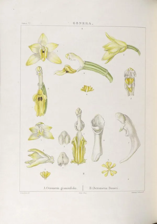 Franz Bauer 03_bhl.jpg