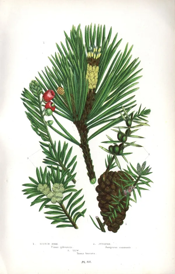Anne_Pratt Wikimedia Commons.jpg