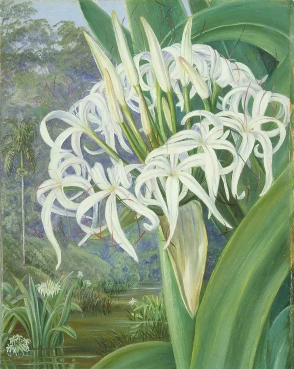 Marianne North_03 WikiArt.jpg