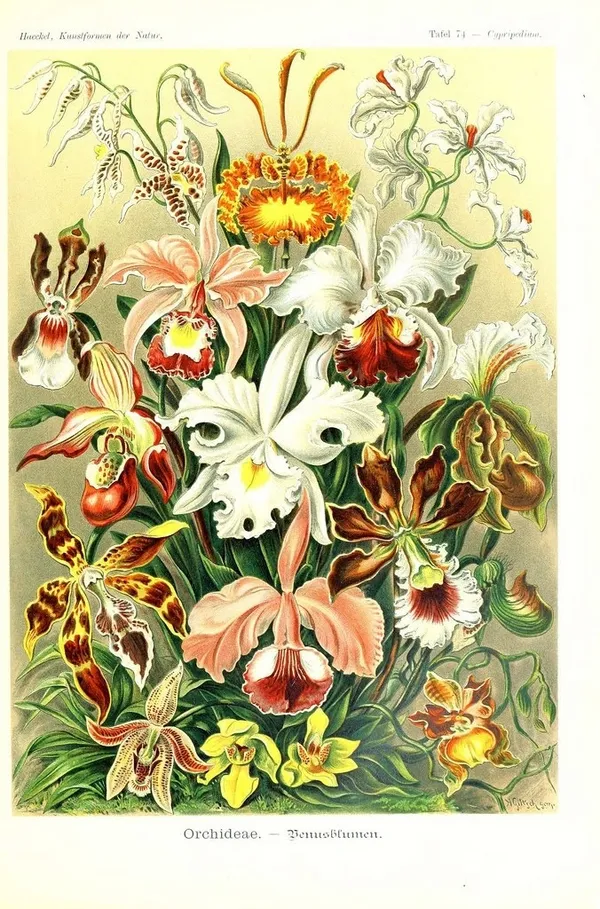 Ernst Haeckel 03_bhl.jpg