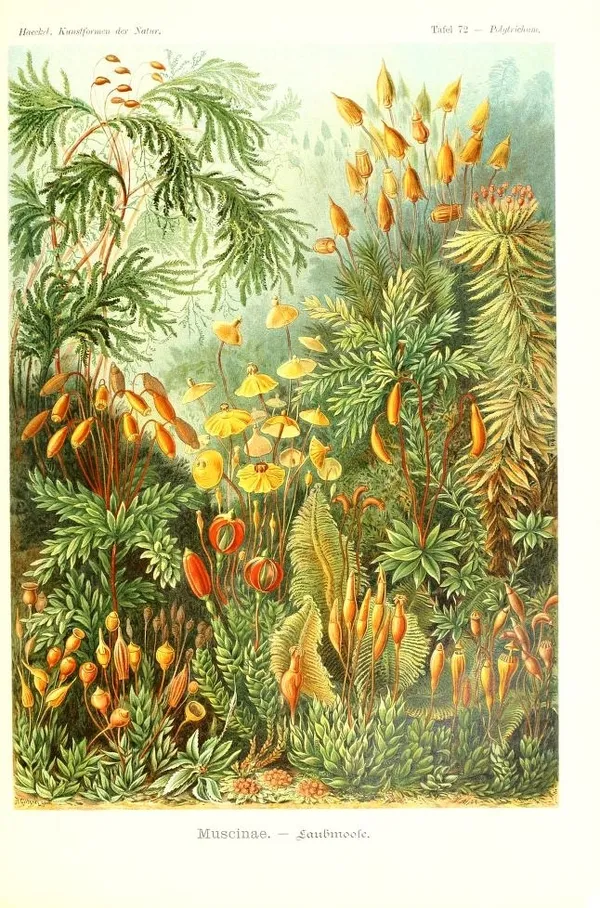 Ernst Haeckel 04_bhl.jpg