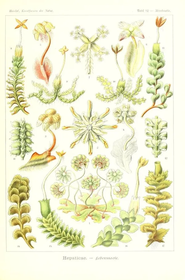 Ernst Haeckel 05_bhl.jpg