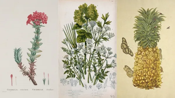 植物插畫家 組圖 01.jpg