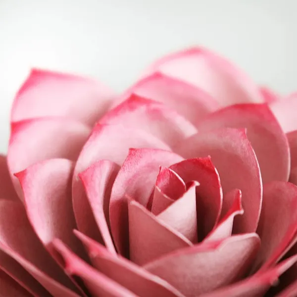 Papersynthesis Mabel Low 紙花藝術 05.jpg