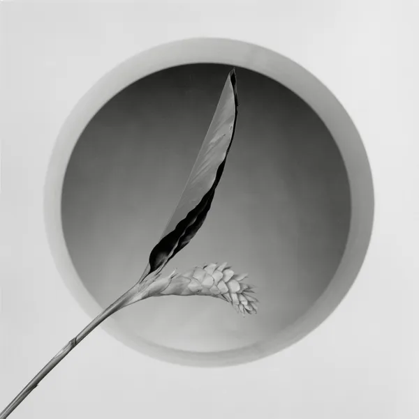 ROBERT MAPPLETHORPE.jpg