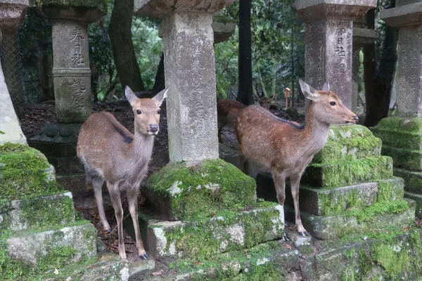 奈良 鹿紙 03 Image by yuki0328 from Pixabay.jpg