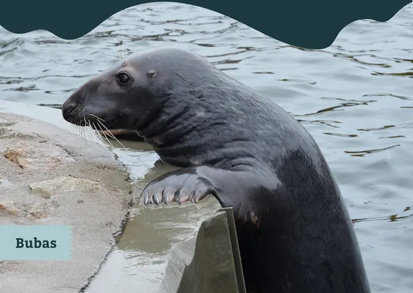 海豹水族館 fokarium 識別設計 20.jpg