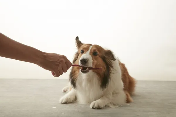【乾杯汪汪】澳洲穀飼牛舌肉條_愛犬享用情境照 (1).jpg