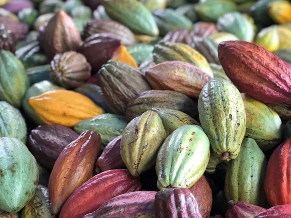 T CACAO GIN
