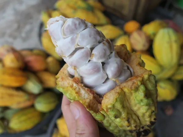 T CACAO GIN