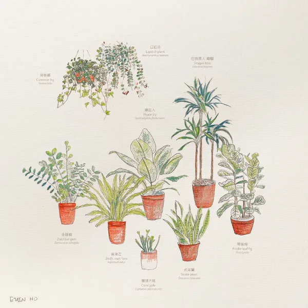 香港 Today Is Long 咖啡店 09_02_Sketch_Plant List.jpg