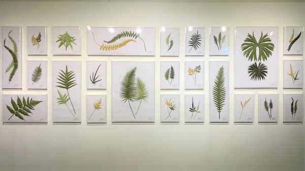 2021 紙蕨 展 樹火紙紀念博物館