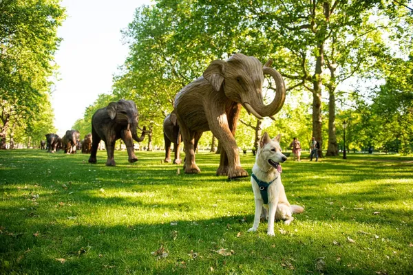 CoExistence-倫敦格林公園象群03.jpg