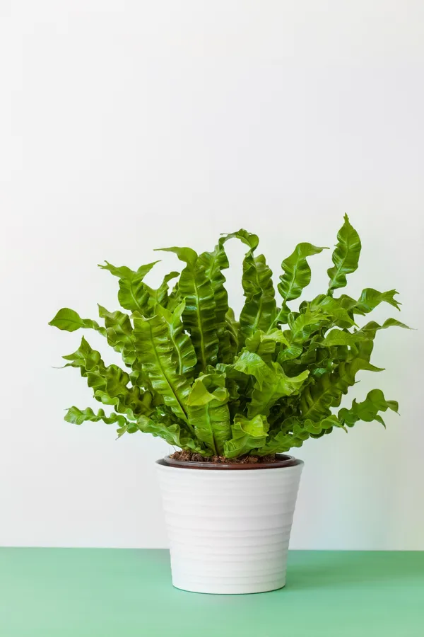 shutterstock_710375200.jpg