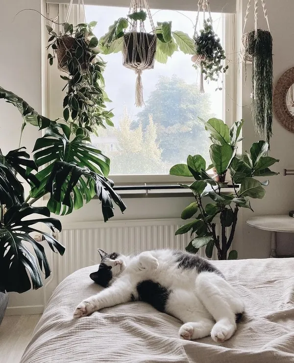 IG 植栽推薦 01.jpg