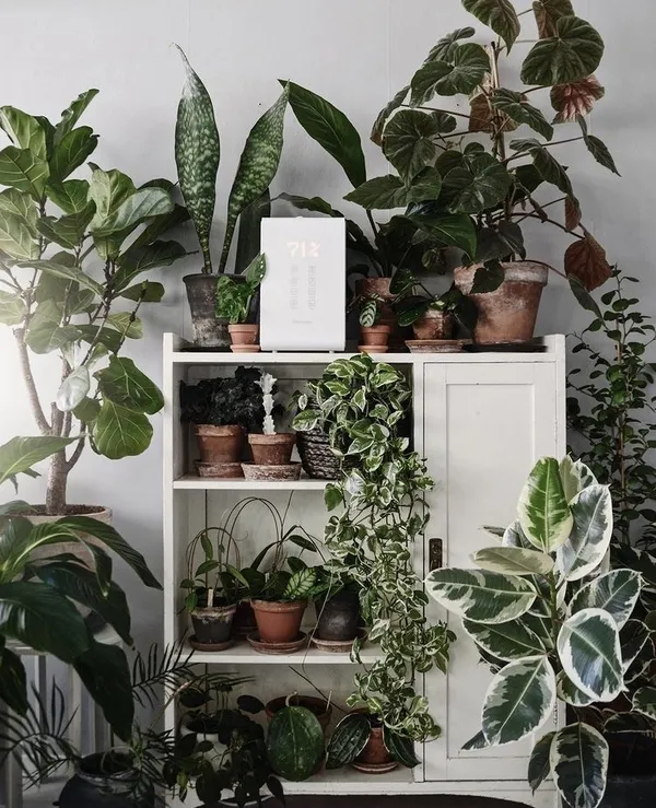 IG 植栽推薦 11.jpg