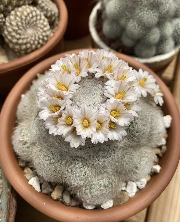 @earthwindandcactus 植栽 IG 推薦 01.jpg