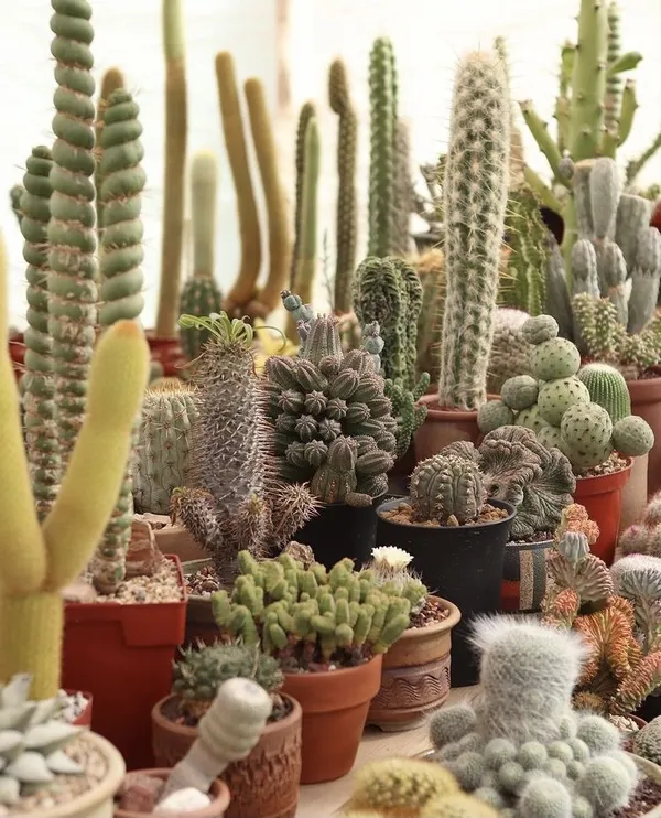 @earthwindandcactus 植栽 IG 推薦 03.jpg
