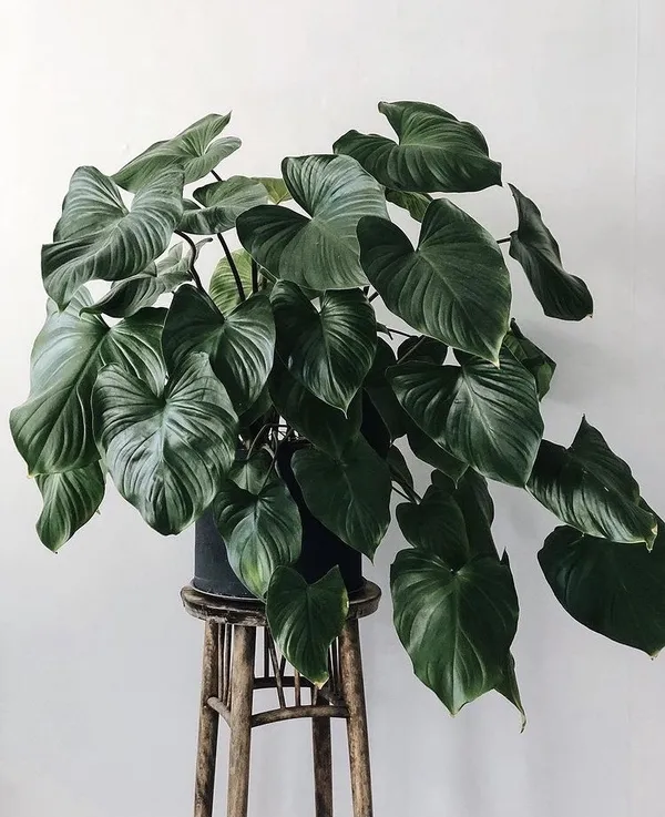 @littleandlush 植栽IG推薦.jpg