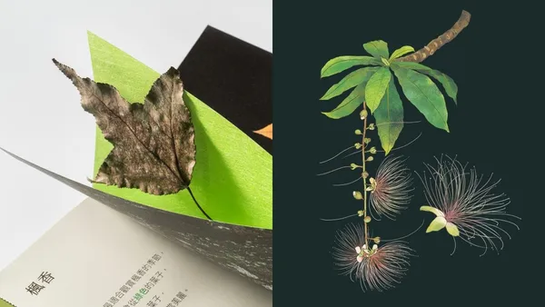 打造更具「包容性」的閱讀體驗！絕美植物插畫、互動小設計，芝山生態綠園手冊 4 個貼心構思