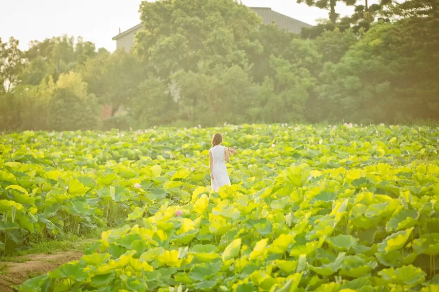 桃園花季美景無極限，帶你漫遊「草花王國的故鄉」