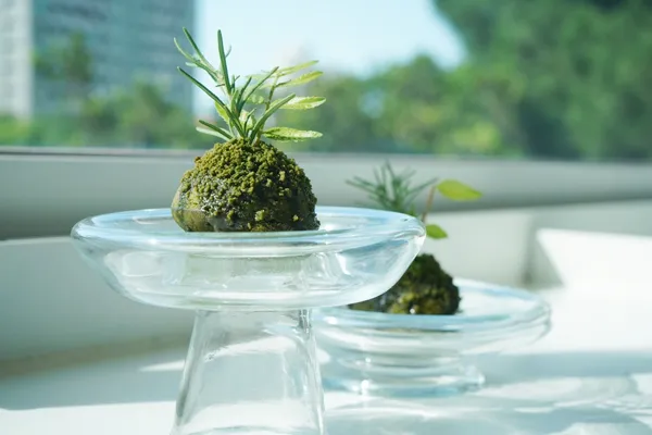 春室「玻°C -- 波°C」Kaffa抹茶苔球-2.JPG