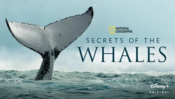 secret of the whales.jpeg
