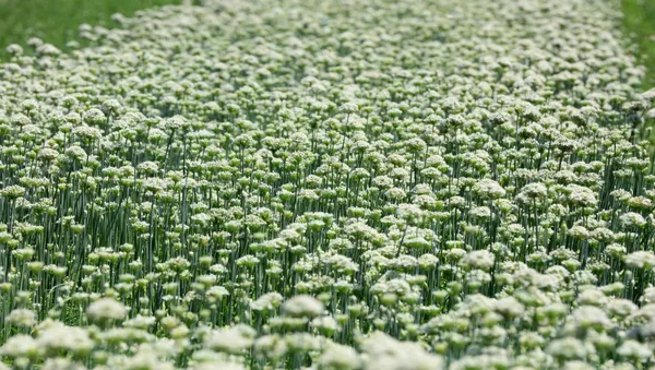 大溪韭菜花田