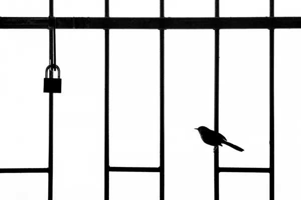 2021 鳥類攝影比賽 07.jpg