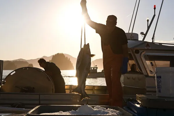 Alaskan Salmon 