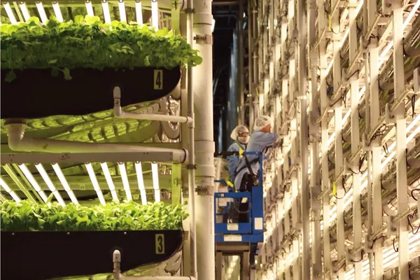 AeroFarms 垂直農業