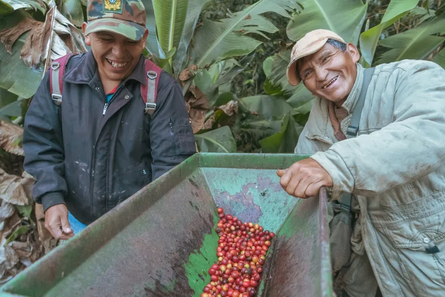 線上咖啡交易平台「TYPICA」登台 ！串聯生產者與烘豆師、咖啡生豆100%透明交易