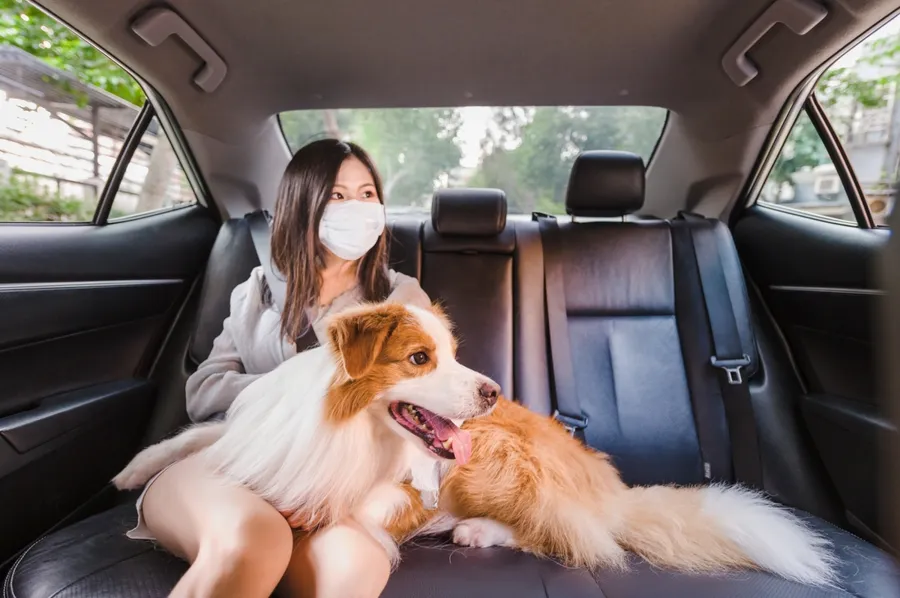 遛狗不怕沒車搭！Uber推出全新「毛孩優步」，寵物也能跟爸媽一起搭車
