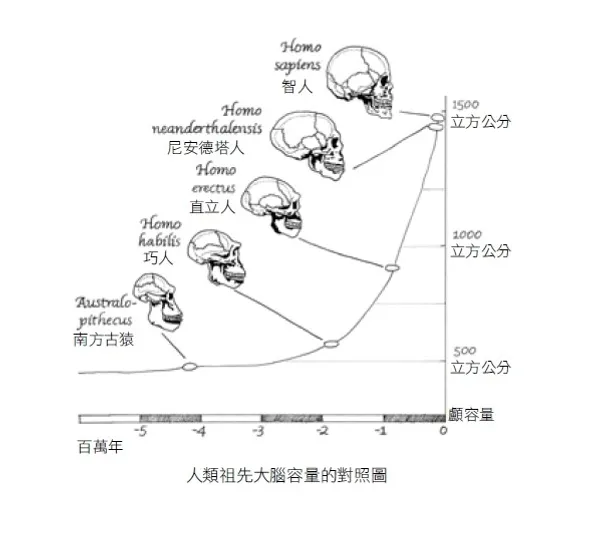 人類祖先大腦容量對照圖