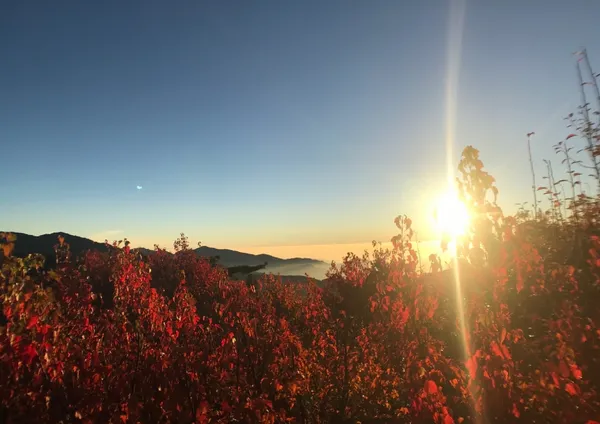 阿里山楓紅的藝文森林之美-1.jpg