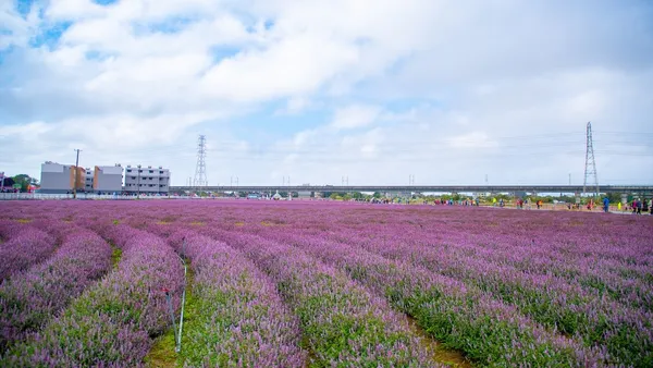 桃園農遊-仙草花節開幕活動