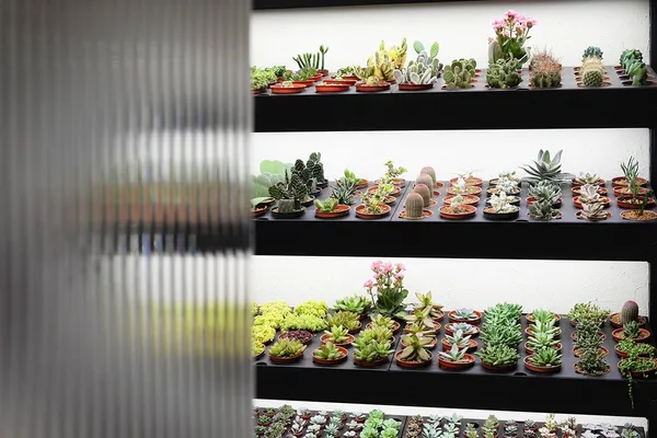 大安區多肉植物店-有肉-07多肉植物挑選區.jpg