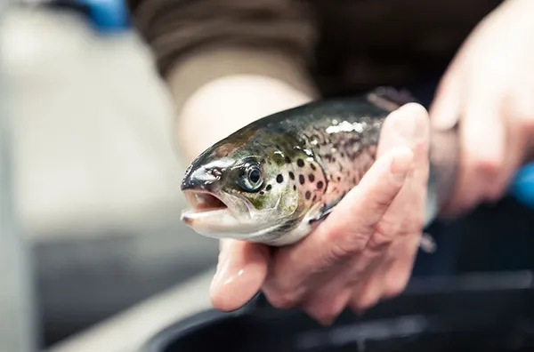 salmon
