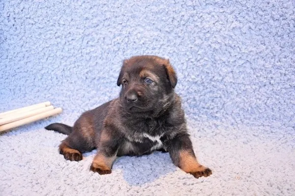 中國首只克隆警犬「昆勳」