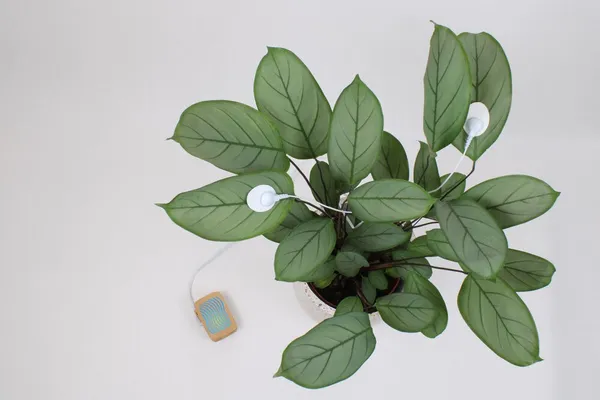 plantwave