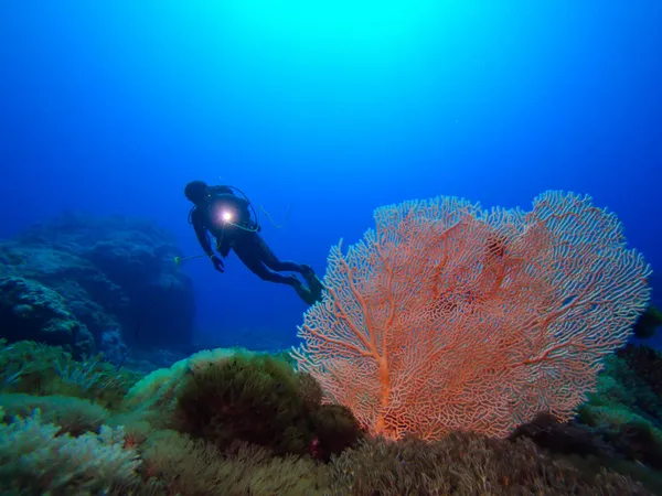 島嶼見學旅行社_潛水體驗.JPG