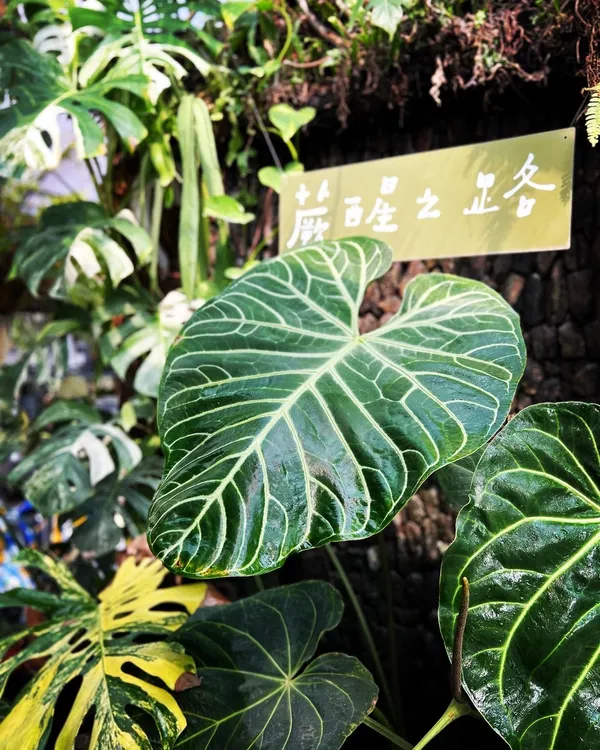 2022台灣第一植物界.jpg