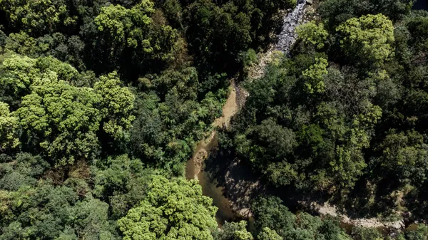 「茶山繚療」採集自坪林的苔蕨杉林、溪流為地景、羽族群獸的自然特色 01（新北市政府文化局提供）.jp