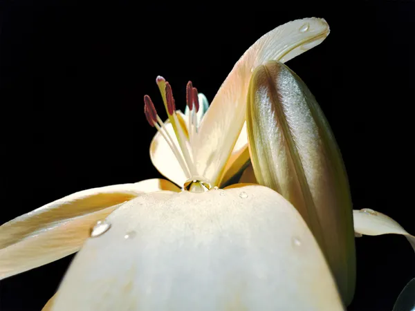蘋果微距攝影-Apple-Shot-on-iPhone-macro-Daniel-Olah.jpg