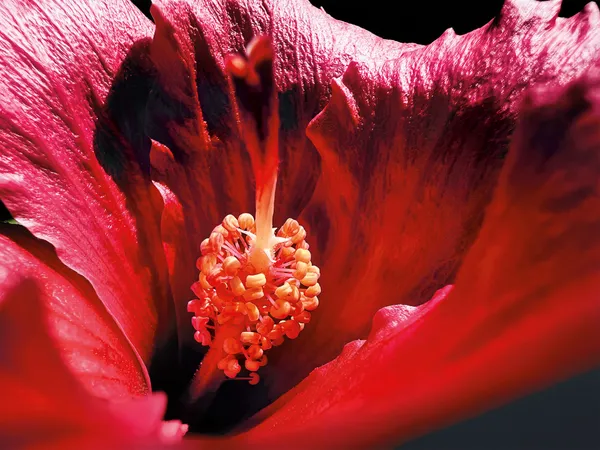 蘋果微距攝影-Apple-Shot-on-iPhone-macro-Marco-Colletta.j