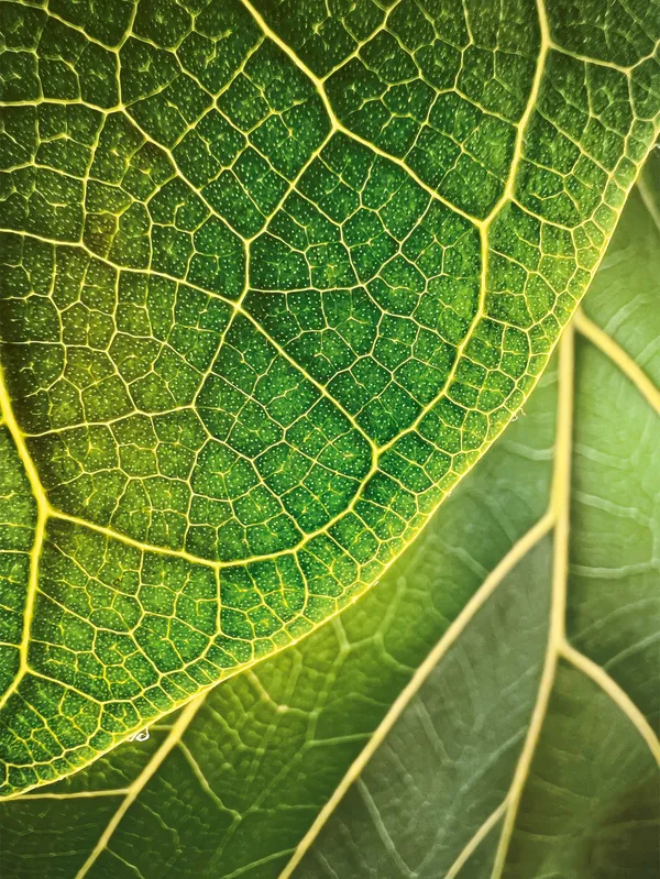 蘋果微距攝影-Apple-Shot-on-iPhone-macro-Trevor-Collins.j