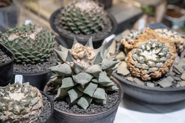 專業塊根玩家真的不能錯過台北塊根俱樂部！現場將出現各種植生苗，以及許多進口株-2.jpg