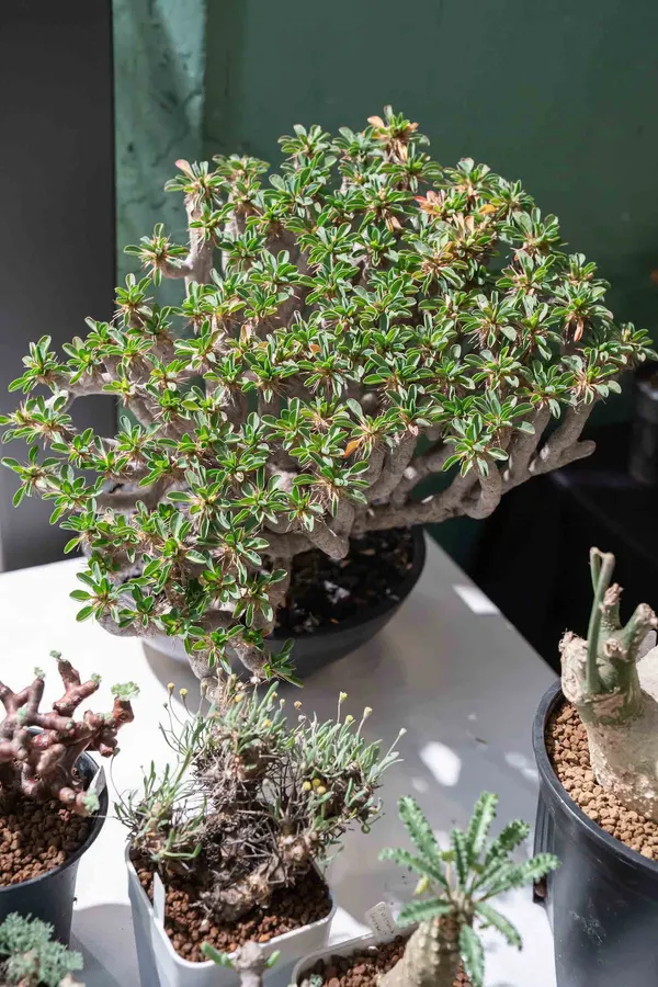 專業塊根玩家真的不能錯過台北塊根俱樂部！現場將出現各種植生苗，以及許多進口株-3.jpg